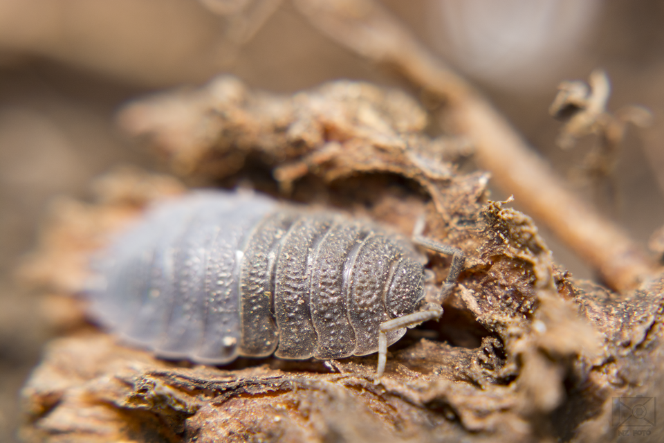 Porcellio scaber - érdes pinceászka