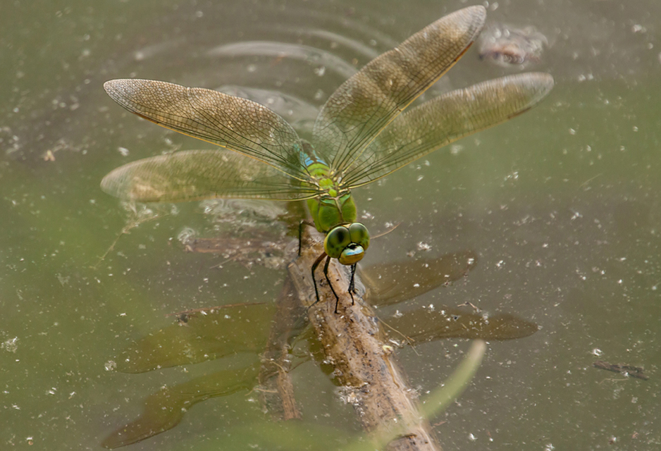 Anax imperator - zöld óriásacsa