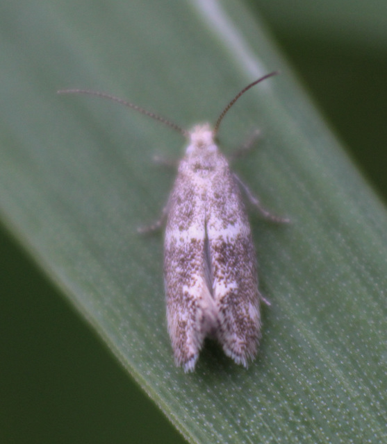 Elachista