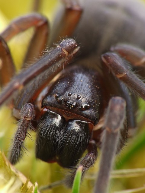 Amaurobius ferox - nagy eretnekpók