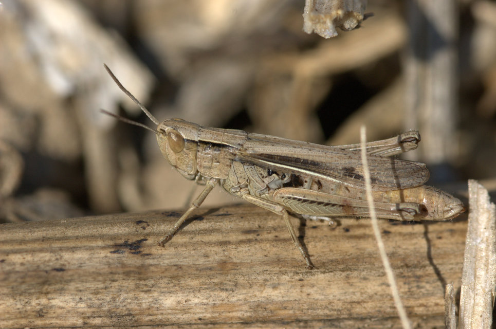 Chorthippus oschei pusztaensis - pusztai rétisáska