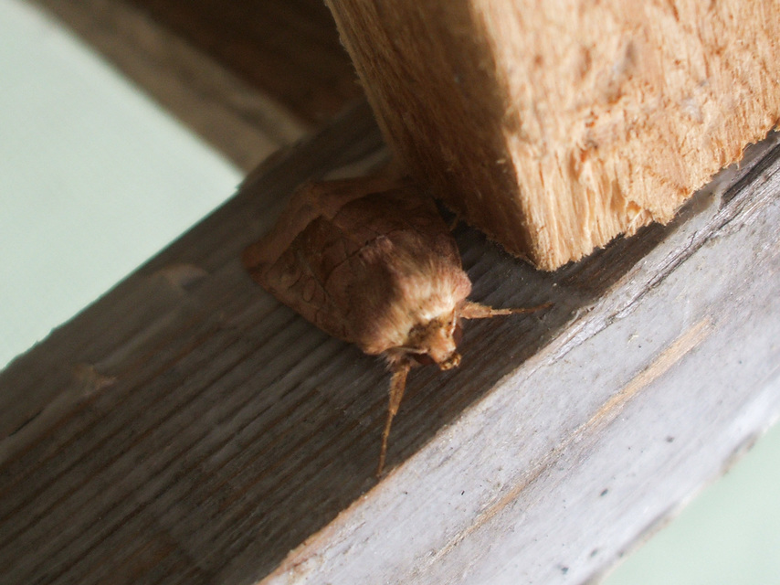 Hydraecia micacea - csillogó acsalapubagoly