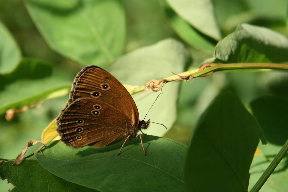 Aphantopus hyperanthus - közönséges ökörszemlepke