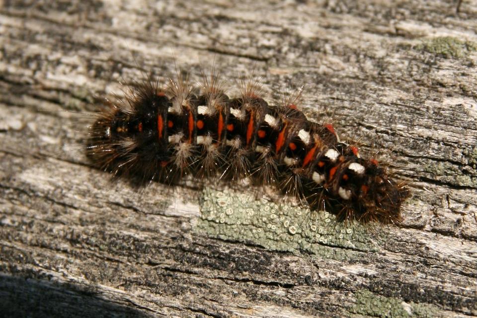 Acronicta rumicis - sóska-szigonyosbagoly Acronicta rumicis - sóska-szigonyosbagoly