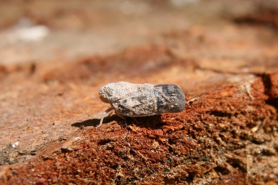 Metcalfa pruinosa - amerikai lepkekabóca