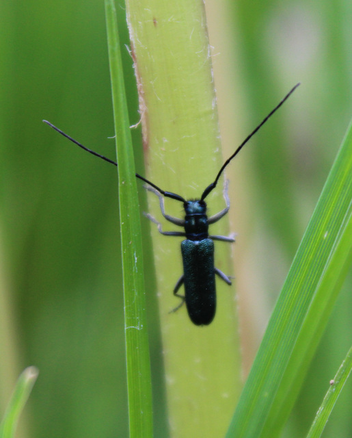 Agapanthia violacea - kék somkórócincér
