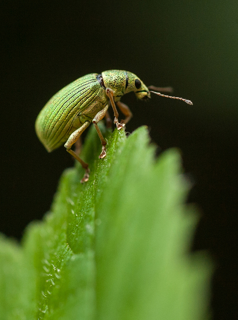 Polydrusus formosus - selymes lombormányos