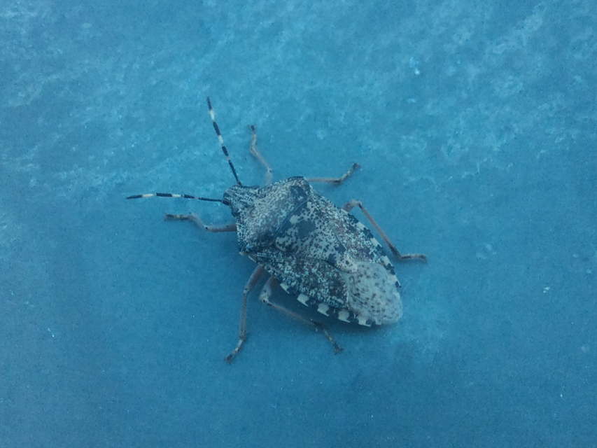 Rhaphigaster nebulosa - bencepoloska