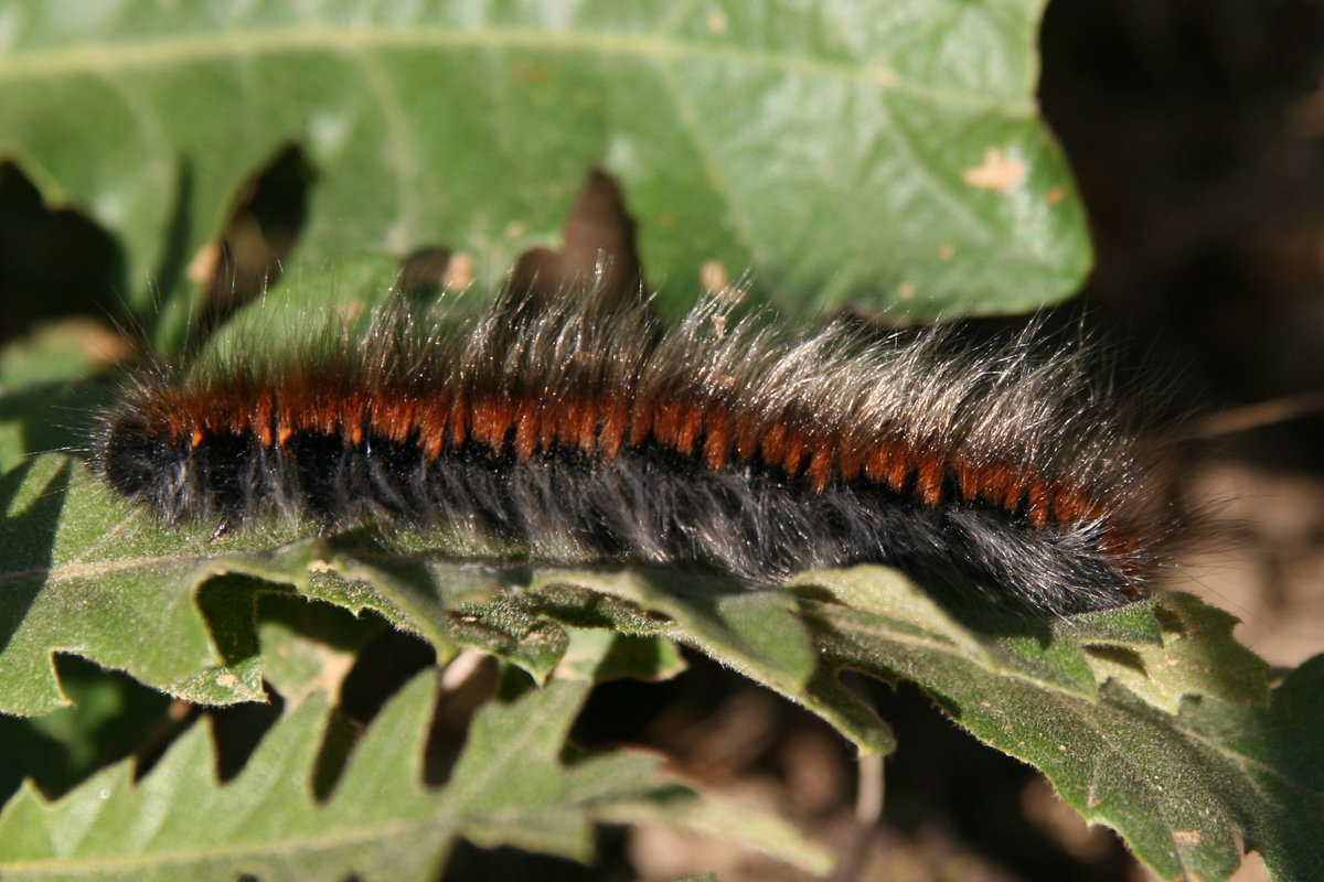 Macrothylacia rubi - málnaszövő