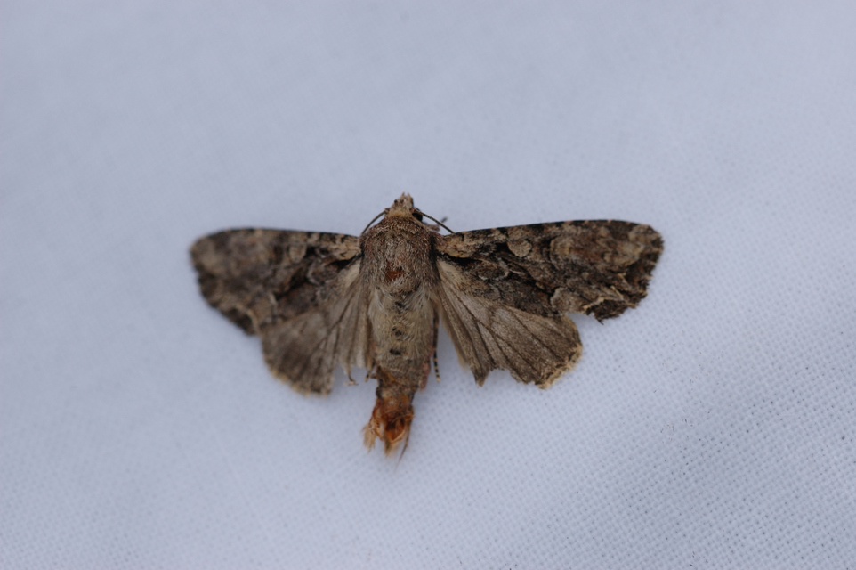 Lacanobia thalassina - borbolya-kertibagoly