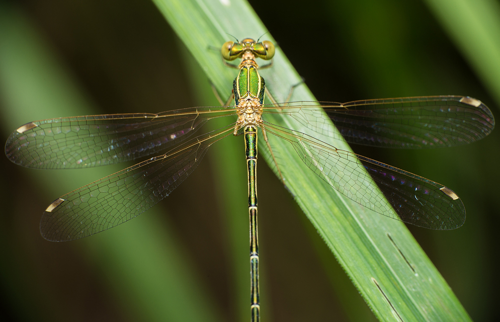 Lestes barbarus - foltosszárnyjegyű rablószitakötő