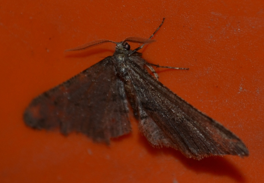 Agriopis bajaria - kökény-téliaraszoló
