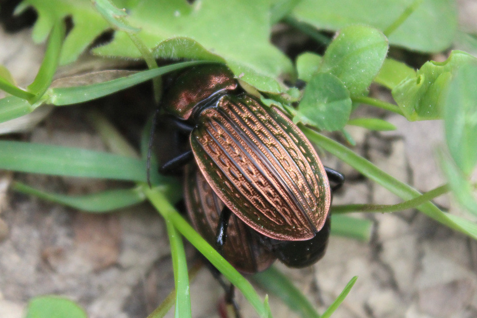 Carabus ulrichii - rezes futrinka