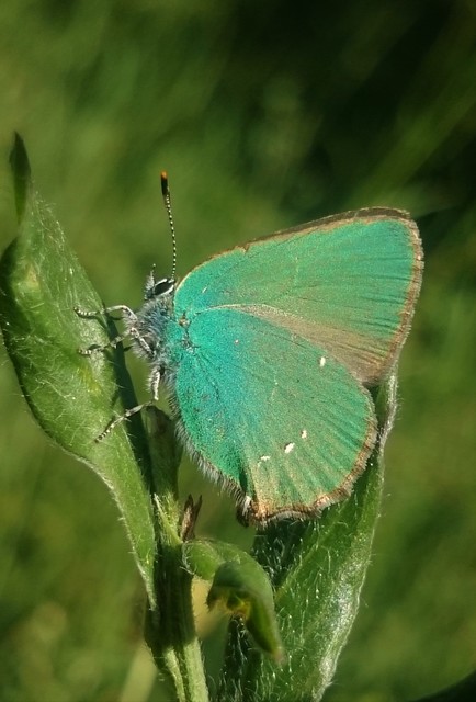 Callophrys rubi - zöldfonákú lepke