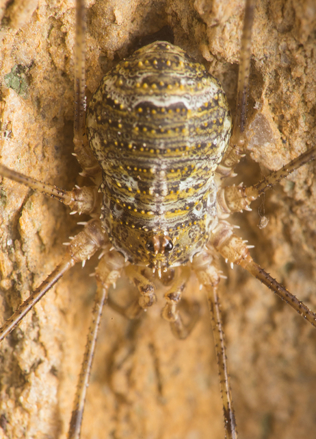 Lacinius dentiger