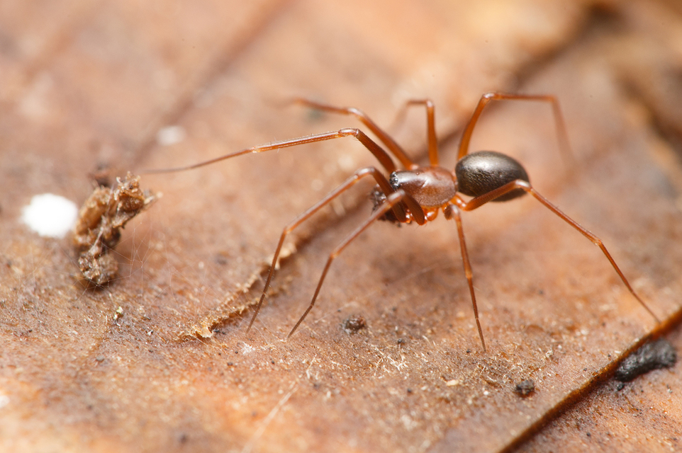 Linyphiidae - vitorláspókok