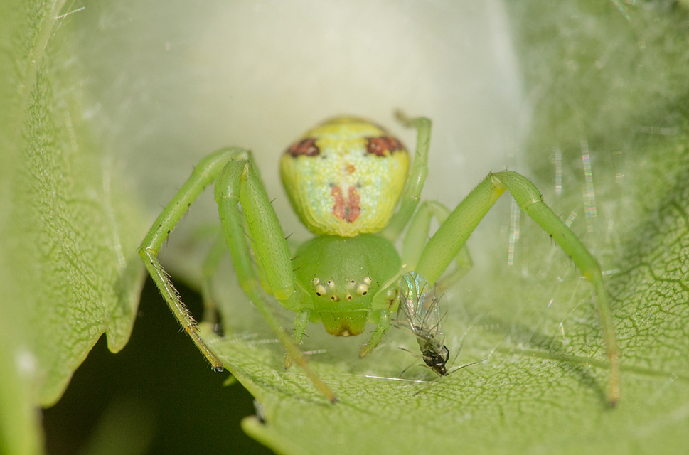 Ebrechtella tricuspidata - alakoskodó karolópók