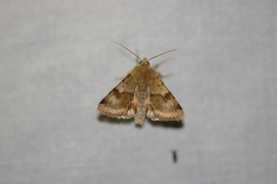 Heliothis viriplaca - mácsonyabagoly