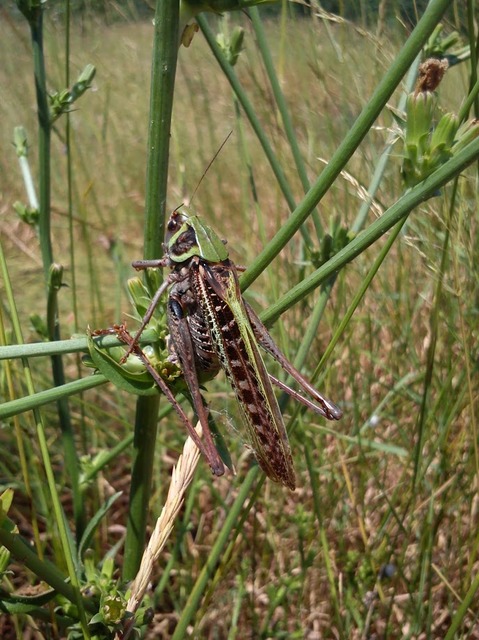 Decticus verrucivorus - szemölcsevő szöcske
