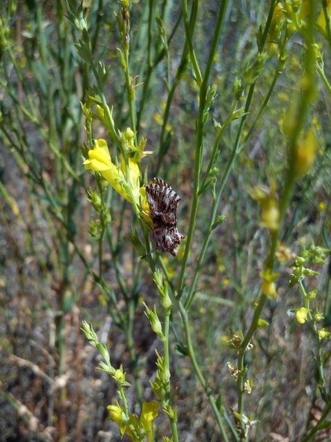 Calophasia lunula - gyújtoványfű-apróbagoly