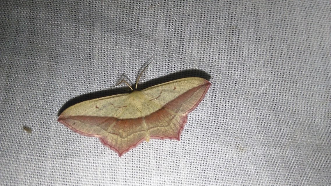 Timandra comae - piroscsíkos csipkésaraszoló