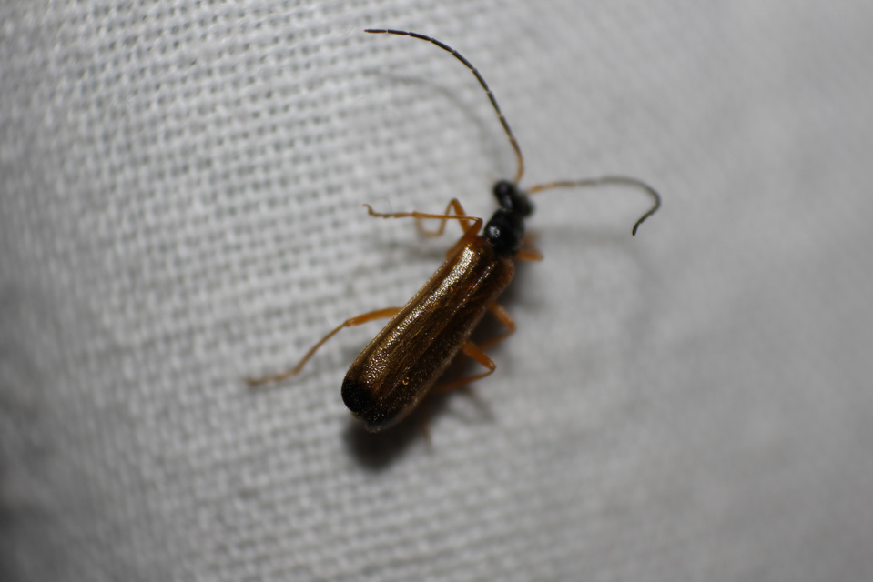 Rhagonycha lignosa - cserjés-lágybogár