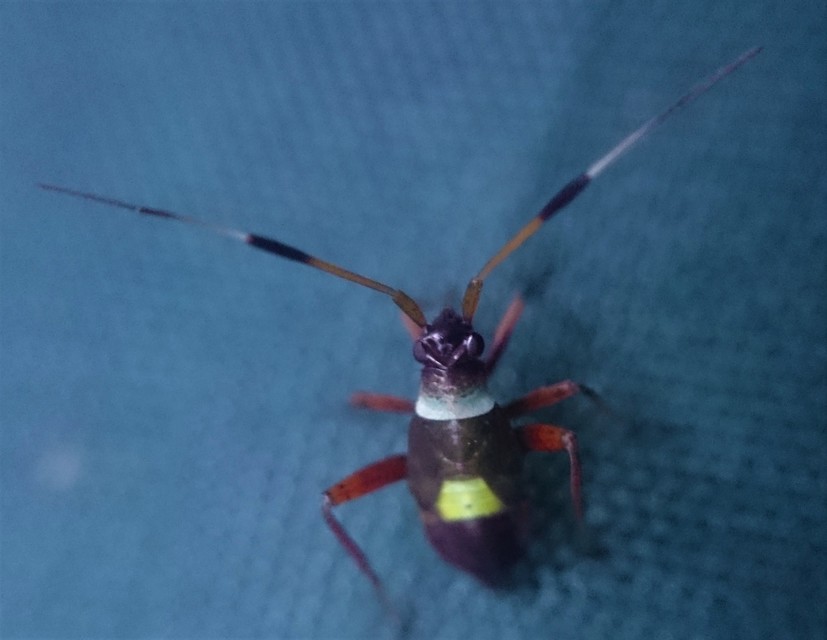 Closterotomus biclavatus - aranyszőrű mezeipoloska