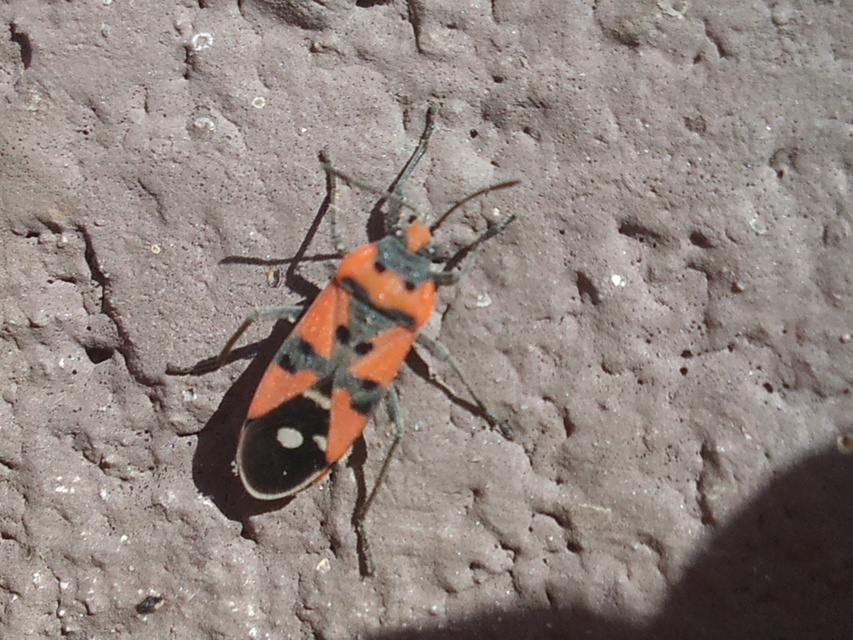 Lygaeus equestris/simulans