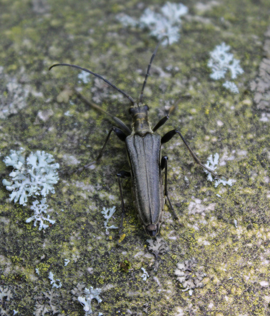 Stenocorus meridianus - fűz-gyökércincér