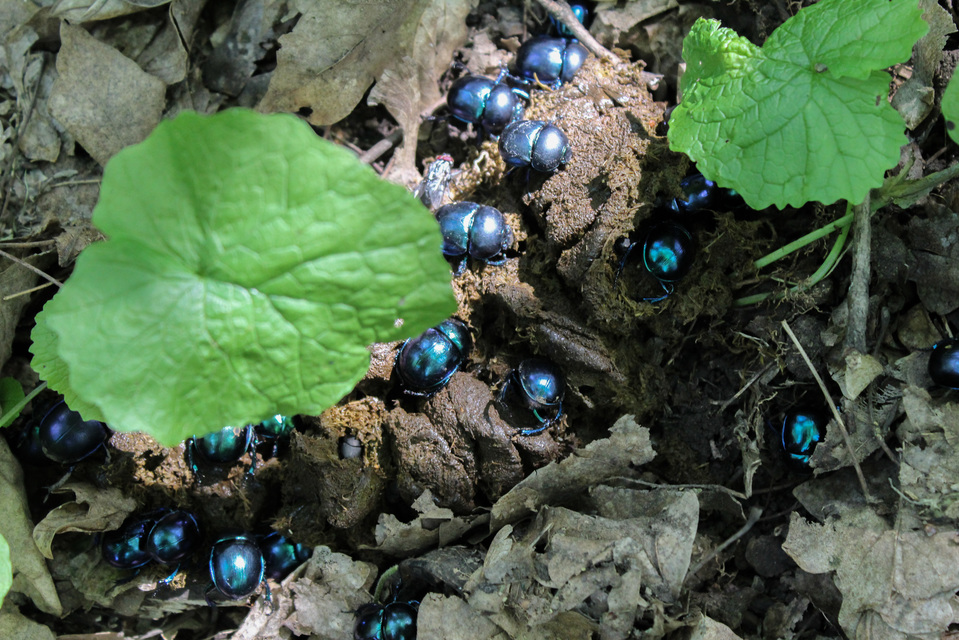 Trypocopris vernalis - tavaszi álganéjtúró