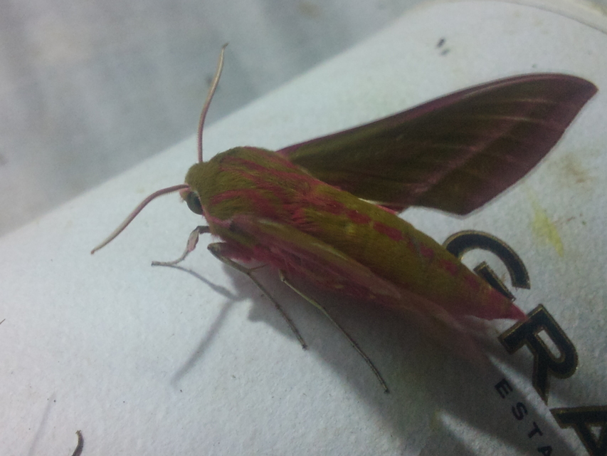 Deilephila elpenor - szőlőszender