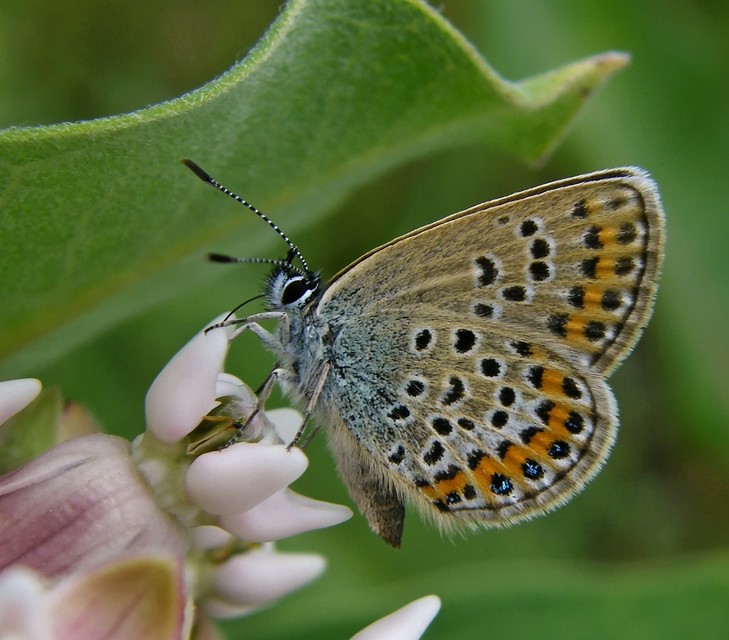 Plebejus argus - ezüstös boglárka