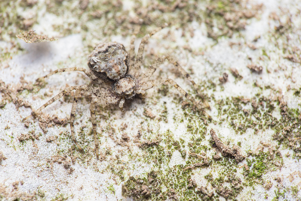 Philodromus poecilus - cifra karolópók