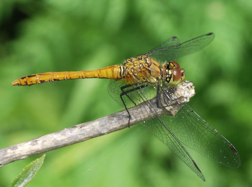 Sympetrum sanguineum - vörös katona-szitakötő