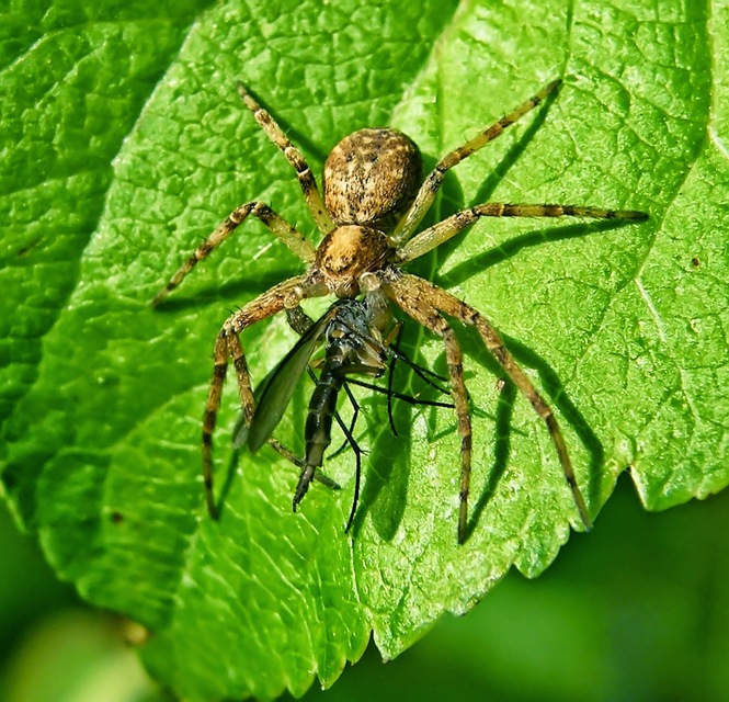 Philodromus