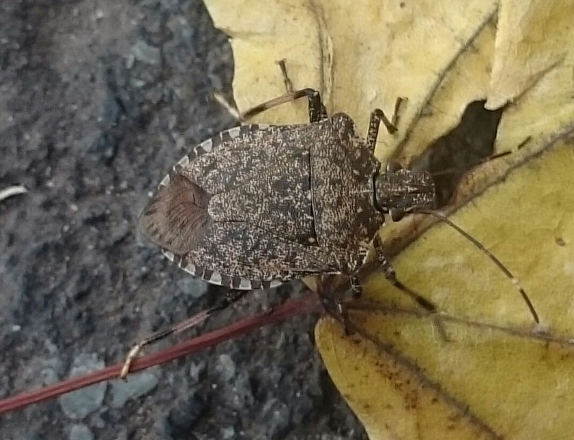 halyomorpha halys - Halyomorpha halys