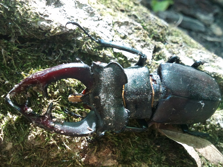 Lucanus cervus - nagy szarvasbogár