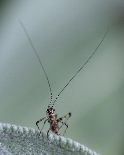 Phaneroptera