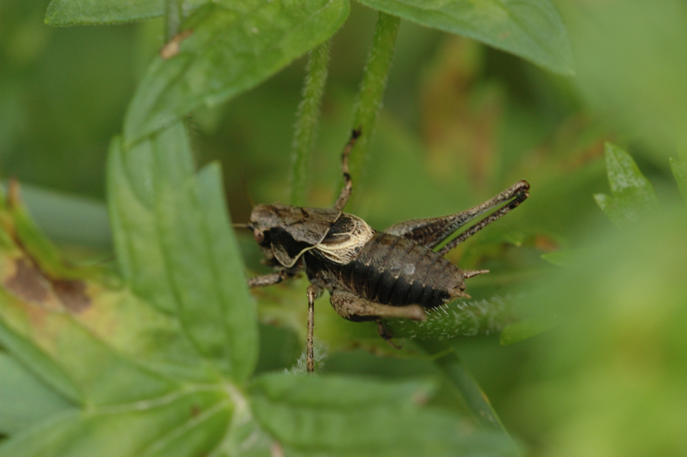 Pholidoptera griseoaptera - szürke avarszöcske