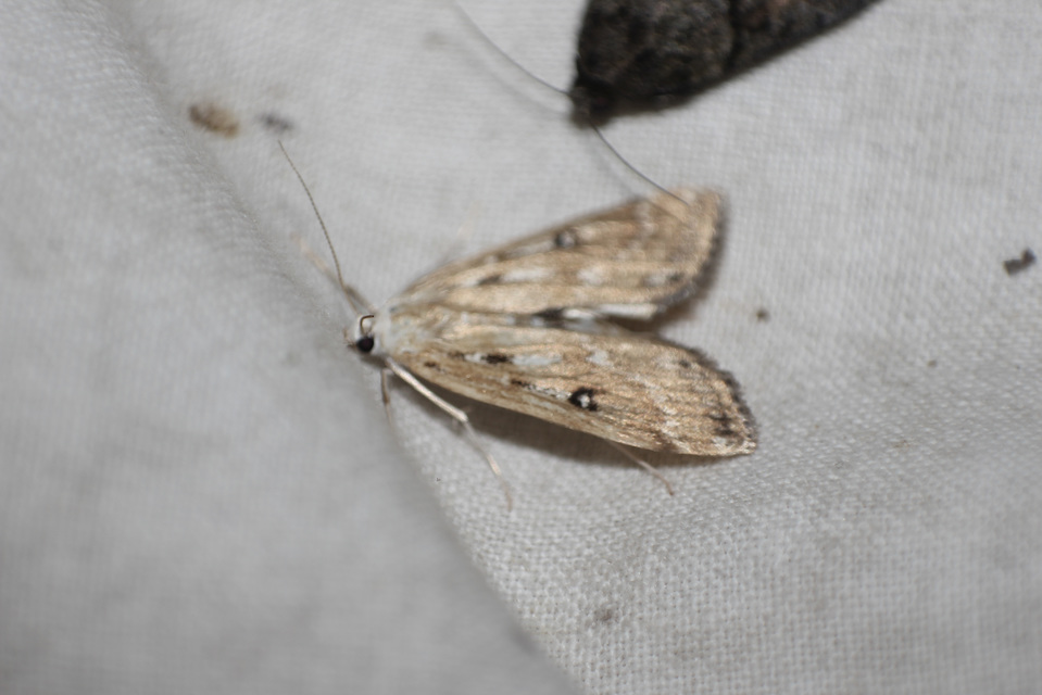 Parapoynx stratiotata - közönséges vízimoly