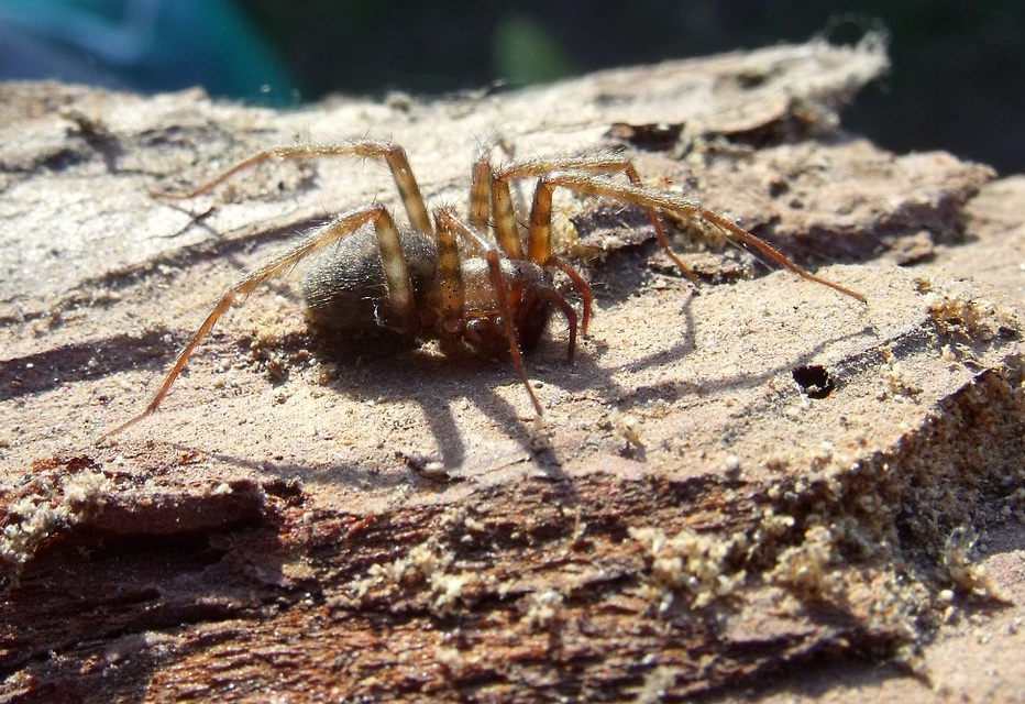Tegenaria domestica - házi zugpók