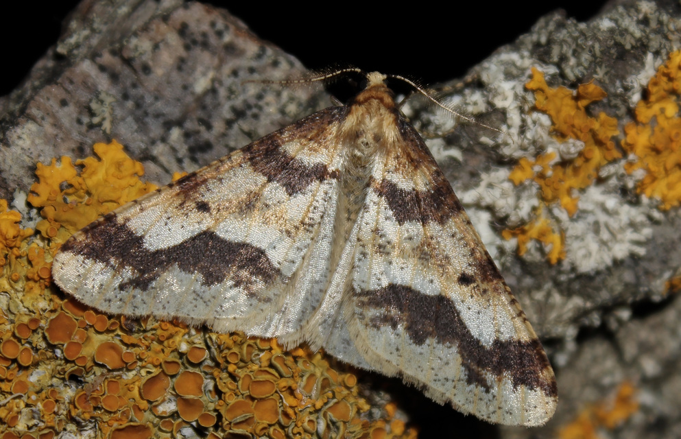 Erannis defoliaria - nagy téliaraszoló