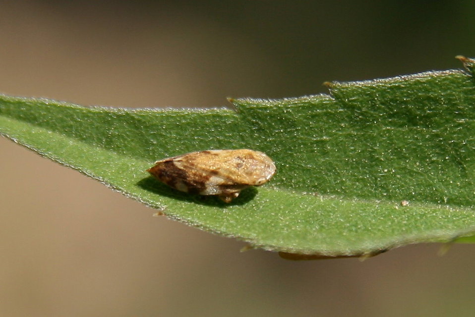Aphrophora alni
