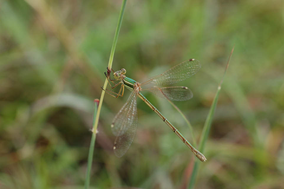 Lestes barbarus - foltosszárnyjegyű rablószitakötő