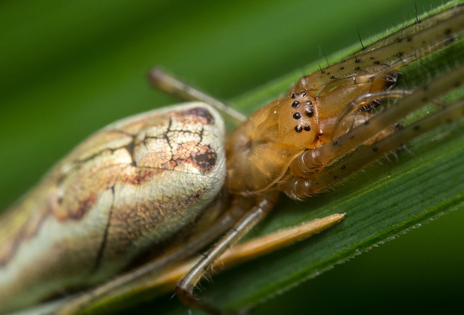 Tetragnatha montana - hegyi állaspók