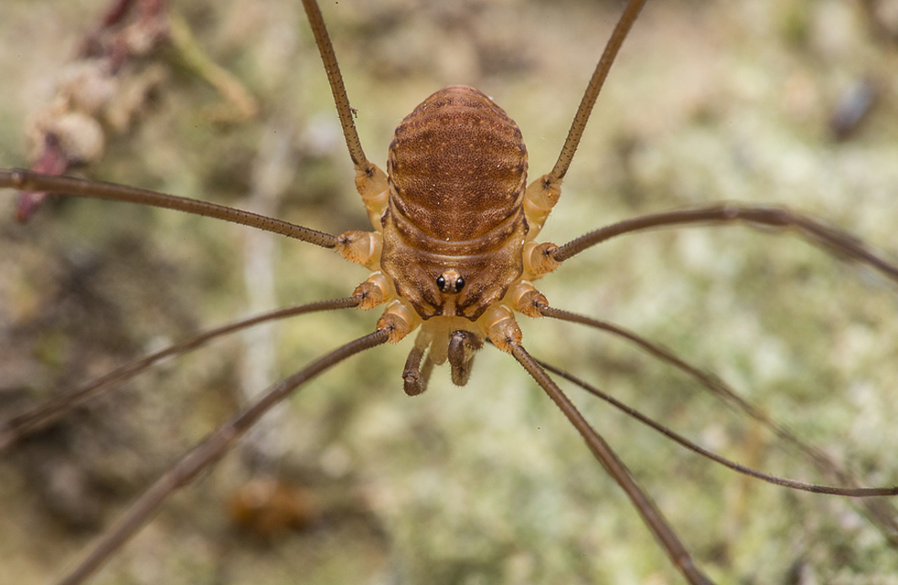 Nelima sempronii