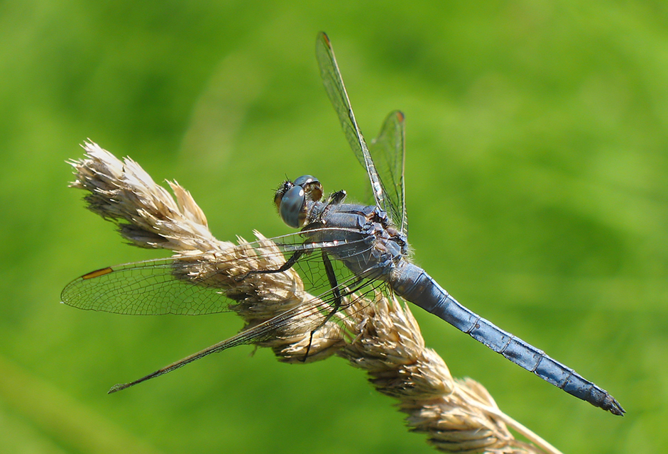 Orthetrum coerulescens - karcsú pásztorszitakötő
