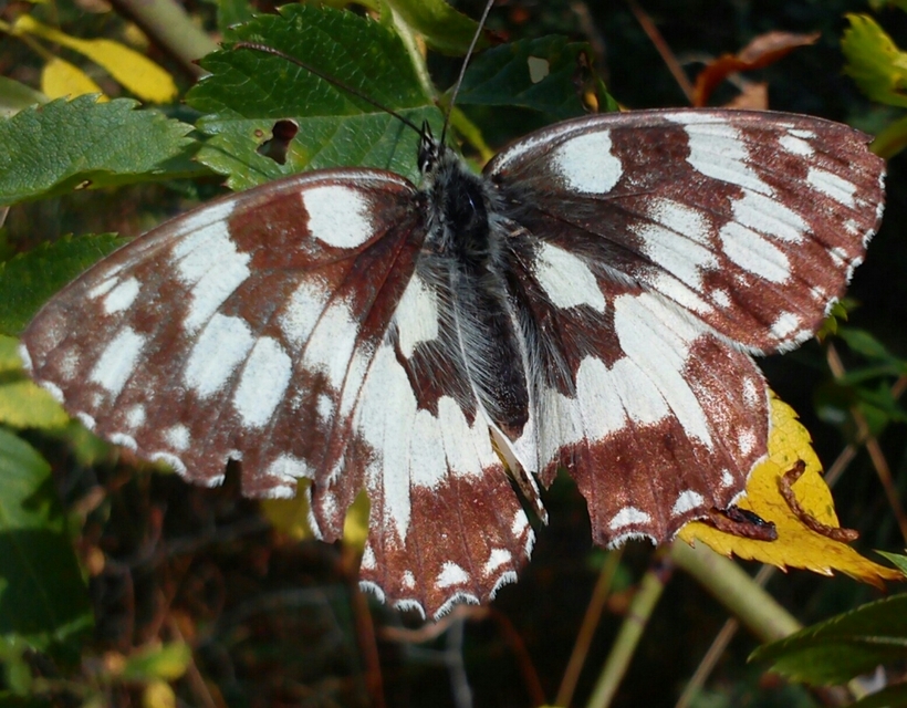 Melanargia galathea - sakktáblalepke