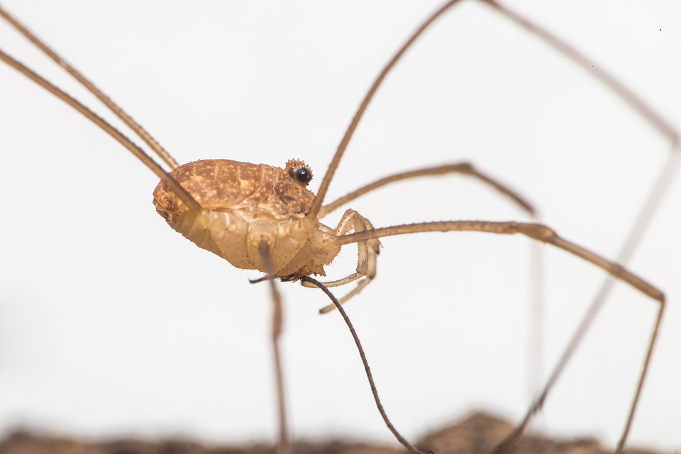 Rilaena triangularis