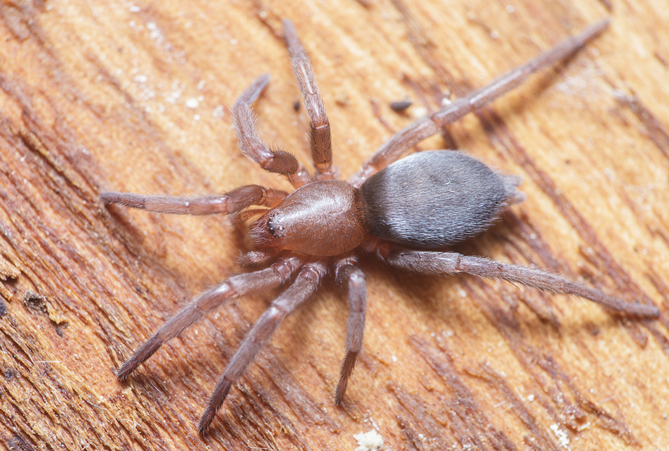 Gnaphosidae - kövipókok